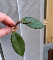 Hoya Steckling Ableger No Anthurium Begonia Philodendron Alocasia Baden-Württemberg - Karlsruhe Vorschau