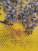 Bienen Jungvölker Ableger Carnica Zander Liebig Bienenvolk Imker Kr. München - Garching b München Vorschau