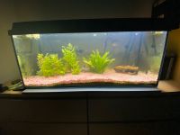 Aquarium 100x40x40 160L mit Fischbestand + Aqua Nova NCF-600 Niedersachsen - Pattensen Vorschau