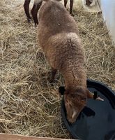 Coburger Fuchsschaf Bock Lammbock Sachsen - Schönfeld Vorschau