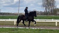 Rökkvi - talentierter Fünfgänger! Niedersachsen - Schneverdingen Vorschau