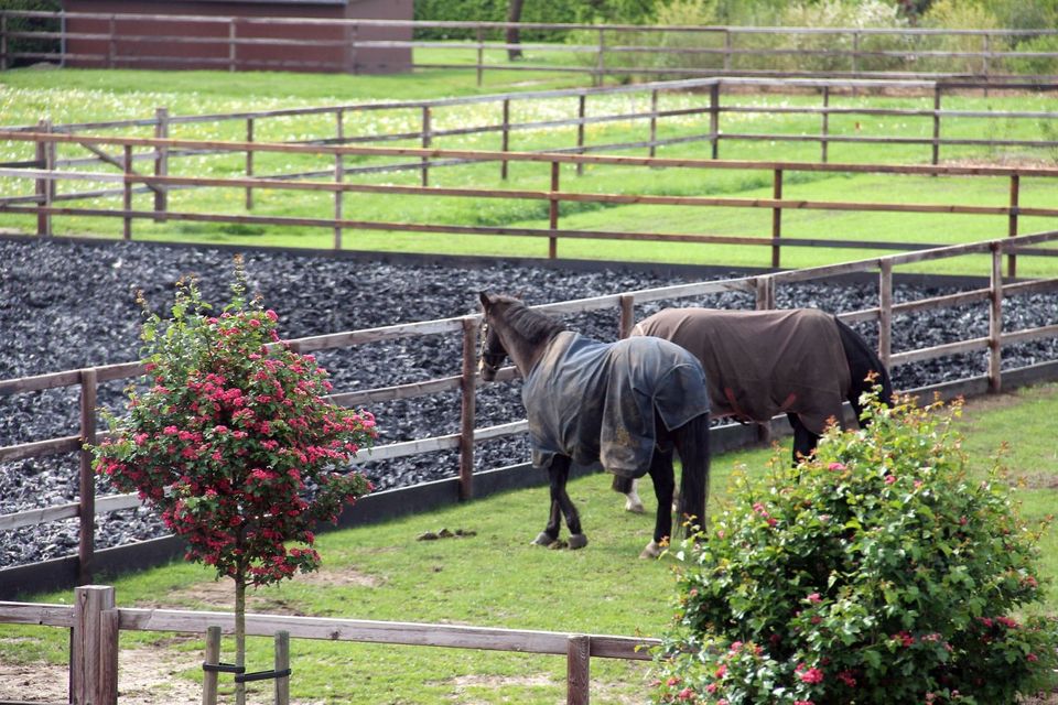 Reiten das ganze Jahr, Verbesserung Reitplatz Teppichschnipsel in Schwanewede