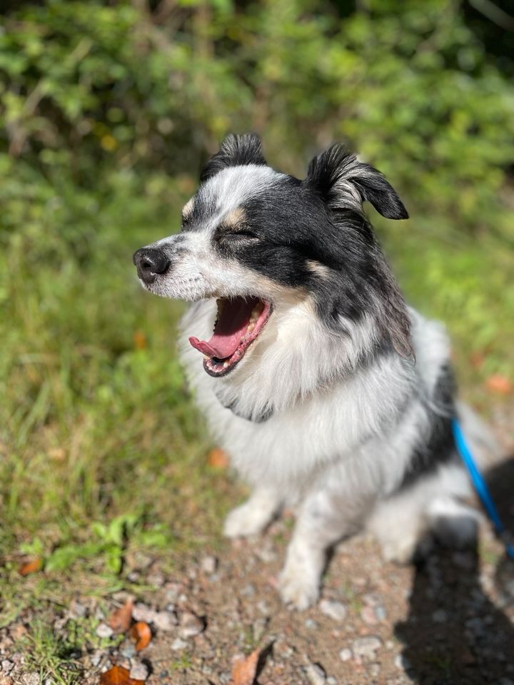 Liebevolle Hundebetreuung, Gassiservice, Dogwalker in Börnsen