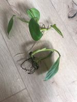 Kletter-Philodendron Zimmerpflanze Ableger Niedersachsen - Wallenhorst Vorschau