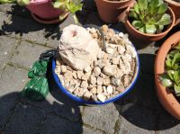 kleiner Springbrunnen Deko Stein mit Topf Feng Shui Wasserspiel Hessen - Limburg Vorschau