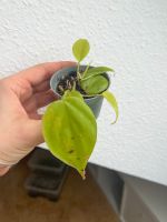 Philodendron lemon lime Babys Baden-Württemberg - Illingen Vorschau