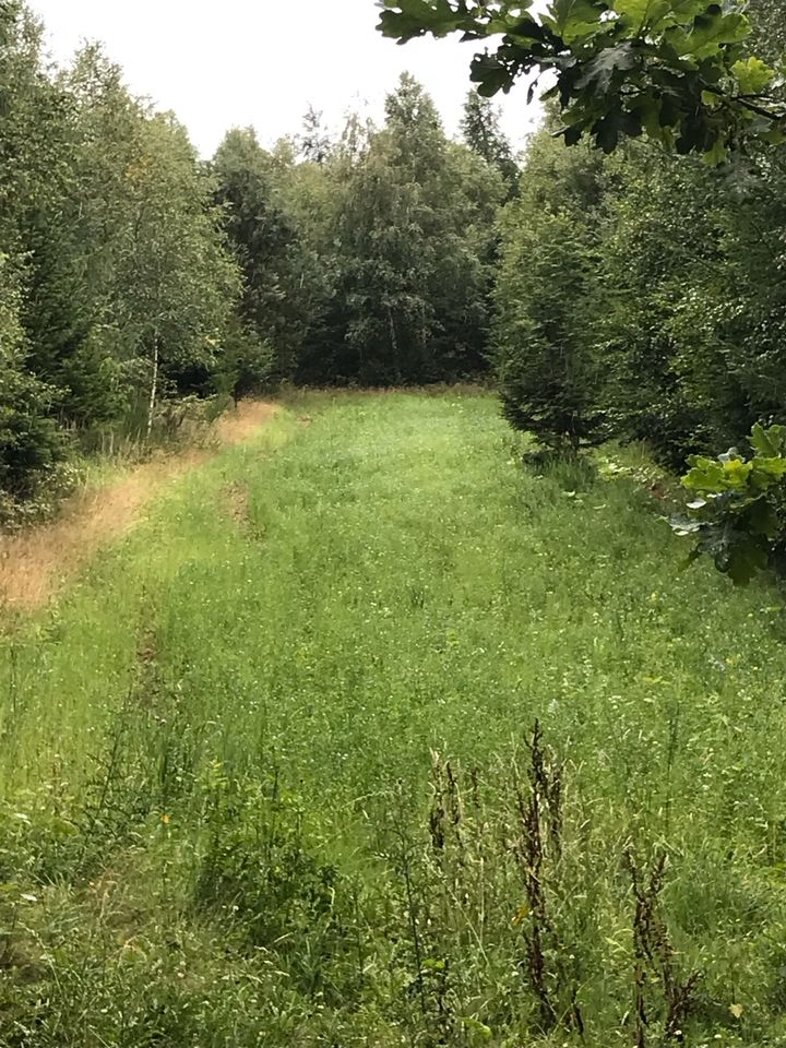 Blühstreifen Bienenwiese Neuansaat Mulchen Jagd in Kreuztal