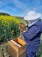 Gartengrundstück für Bienenhaltung gesucht Baden-Württemberg - Ühlingen-Birkendorf Vorschau