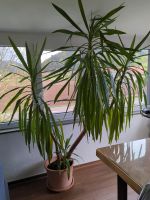 Yucca Palme 2 m hoch Baden-Württemberg - Gutach Vorschau