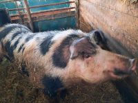 Schwein Eber Bayern - Nabburg Vorschau