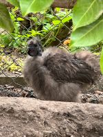 Seidenhuhn Zwerge Hahn Hähne Niedersachsen - Wolfenbüttel Vorschau