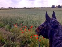 Reitbeteiligung (Pferd sucht Mensch Brandenburg - Oberkrämer Vorschau