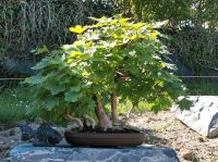 Bonsai Ahornwald. Nordrhein-Westfalen - Bad Laasphe Vorschau