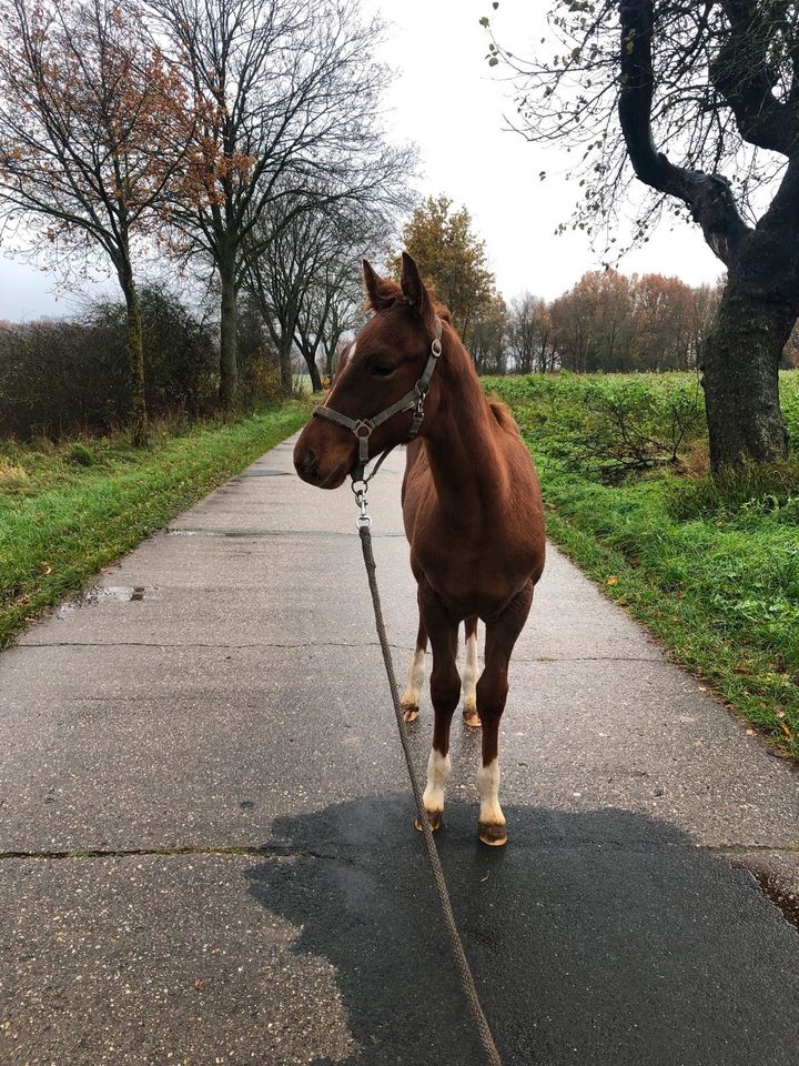 Quarter Horse Fuchs Wallach Jährling in Clenze