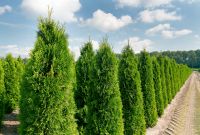 Thuja Smaragd 140 bis 160 cm Höhe. Lebensbaum, Heckenpflanze Wietmarschen - Lohne Vorschau