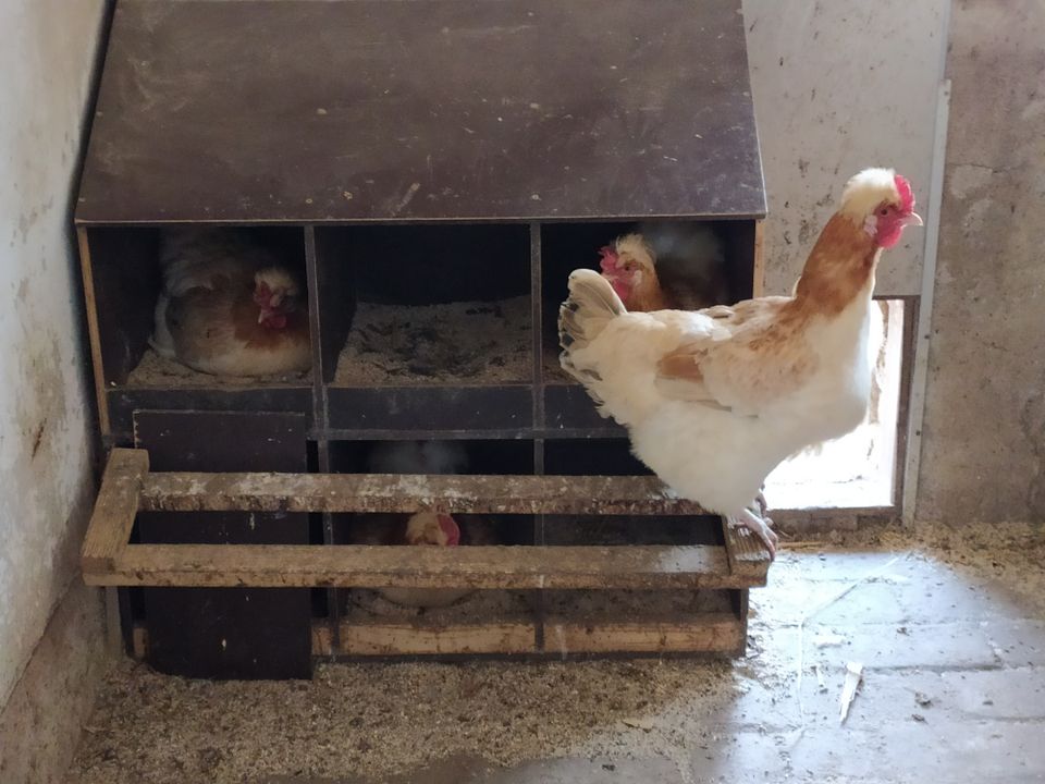 Eier Bruteier von reinrassigen Sulmtaler Hühnern abzugeben in Jettingen-Scheppach