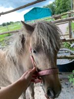 Amerikanischer Shetlandpony Wallach Niedersachsen - Oldenburg Vorschau