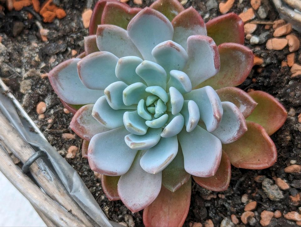 Sukkulente, Echeveria, verschiedene Größen in Stralsund