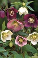 Helleborus orientalis, Lenzrose, Staude, Pflanze, Frühlingsblüher Niedersachsen - Zeven Vorschau