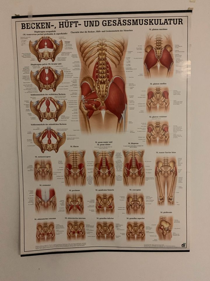 Anatomie Tafeln in Haldensleben