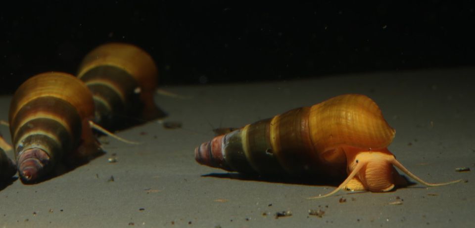 Tylomelania sp. Apricot / Oliv - Turmdeckelschnecke - Sulawesi in Dresden