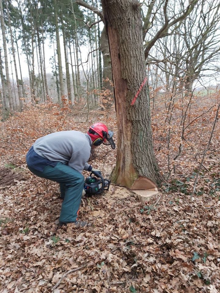 Baumfällung Baumpflege Gartenpflege Baumklettern Stubbenfräsen in Rostock