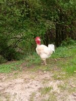 Cou Nu Nackthals Hühner Bruteier Rheinland-Pfalz - Kirn Vorschau