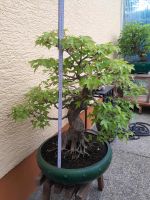 Älterer Bonsai Dreispitzahorn (Acer buergerianum). Hessen - Taunusstein Vorschau