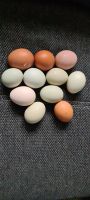 Hühner kücken  verschiedene Rasse mit verschiedene Eier Farben Nordrhein-Westfalen - Telgte Vorschau