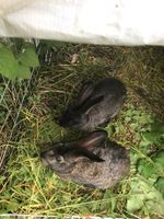 Kaninchen/ Hasen zum verkaufen Baden-Württemberg - St. Leon-Rot Vorschau
