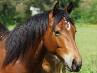 Quarter Horse Wallach für Reining Cowhorse Cutting Ranchhorse Niedersachsen - Linsburg Vorschau