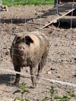 Schwein Eber Bunte Bentheimer Hessen - Niedenstein Vorschau