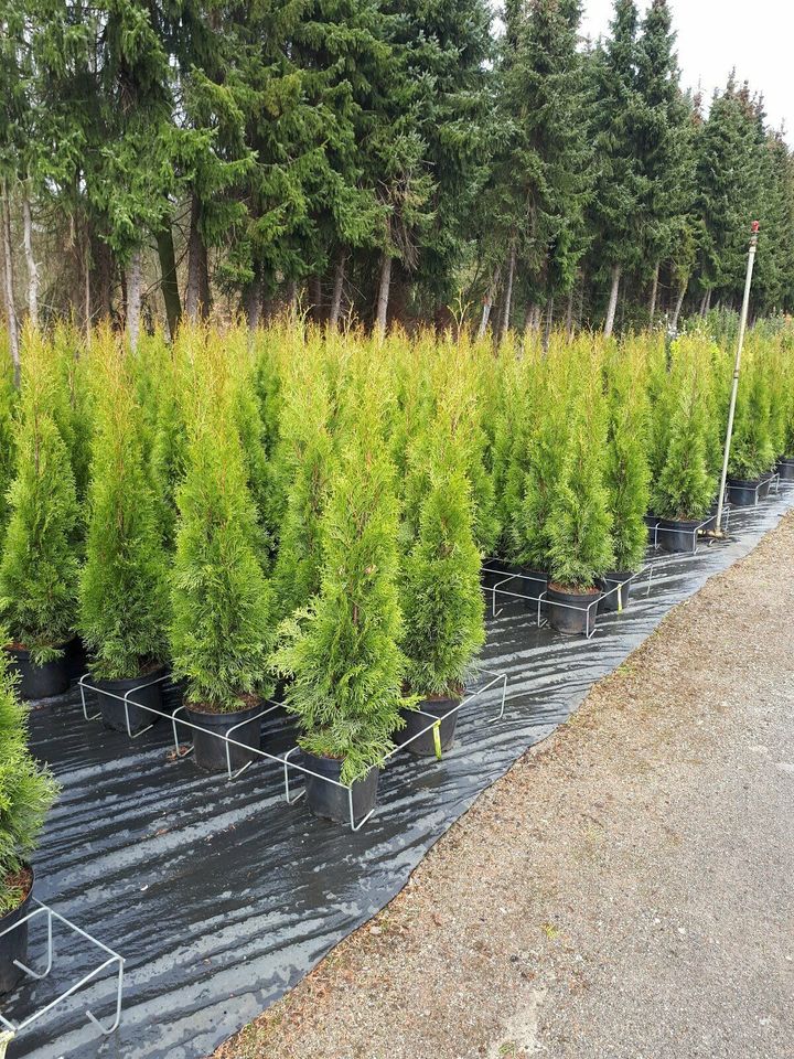 Thuja Smaragd 0,80/1,00H.von 50 Pflanzen 580€ einsch.Versand .. in Lahre