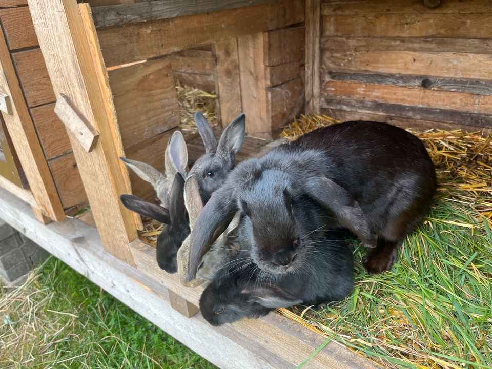 Kaninchenjunge Riesenschecke Deutscher Riese Mix Jungtiere 8 woch in Halle