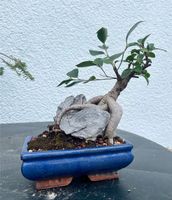 Bonsai Ficus Sachsen - Weinböhla Vorschau