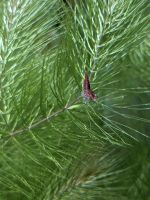 Red Cherry Garnele Neocaridina Davidi Zwerggarnelen Niedersachsen - Obernkirchen Vorschau