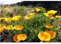 Kalifornische Gold-Mohn Baden-Württemberg - Wäschenbeuren Vorschau