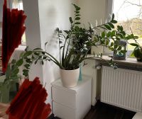 Zamioculcas, Glücksfeder, Pflanze mit Übertopf/ Blumentopf Hessen - Hanau Vorschau