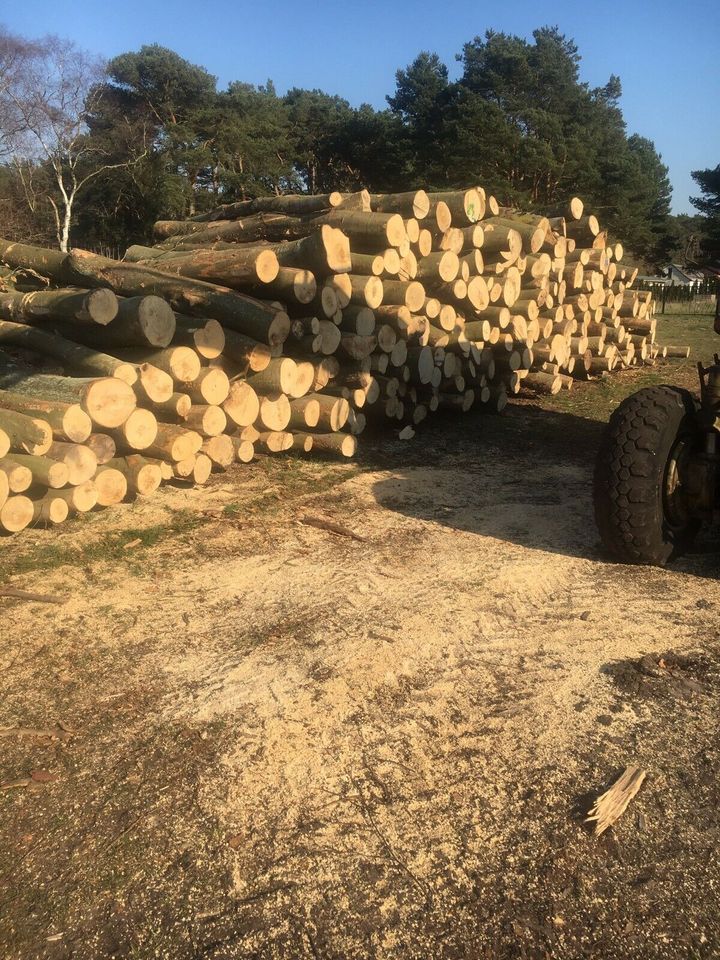 Kaminholz Brennholz Stammholz Buche in Trassenheide