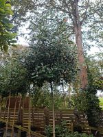 Hochstamm Glanzmispel Bäume 350-375cm  u kirschlorbeer Hecken Niedersachsen - Edewecht Vorschau