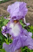 Iris Schwertlilien intensives lila und violett Ableger Thüringen - Ebeleben Vorschau