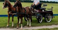 Pflegebeteiligung für zwei Welsh -B Brandenburg - Falkensee Vorschau