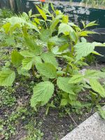 Himbeerpflanzen Himbeeren rot jungen Pflanze je 2 Stück 1€ Nordrhein-Westfalen - Halle (Westfalen) Vorschau