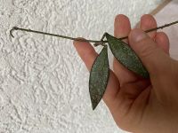 Hoya parviflora splash Steckling Hessen - Limburg Vorschau