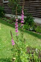 Blutweiderich Lythrum salicaria lange Blütezeit Teichpflanze Hessen - Liebenau Vorschau