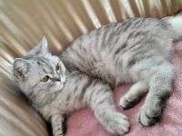 BKH Katze sucht ein neues Zuhause ❤️ Berlin - Steglitz Vorschau
