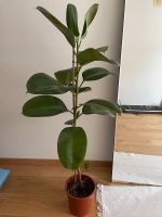 Gummibaum / Ficus elastica München - Untergiesing-Harlaching Vorschau
