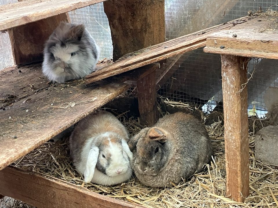 Vermittlung von Kaninchen,Katzen,Meerschweinchen,Schafe in Greußen