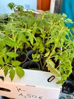 Bio Tomatenpflanzen, selbst gezogen… 4 Stück für 5€ Sachsen-Anhalt - Wieskau Vorschau