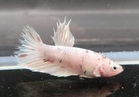 Männchen/ Betta splendens/ Kampffisch/ CTDE/ Crowntail Dumbo Niedergörsdorf - Blönsdorf Vorschau